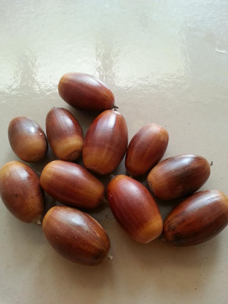 拾ってきたどんぐりから虫が出てきた という悲劇を見る前に どんぐりの中に虫がいるか調べる方法 ついラン