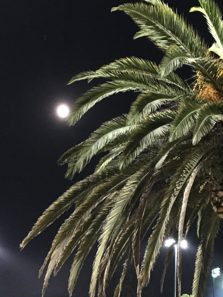 robynalexchef's tweet photo. A good night for a football game. #gostanford #stanford1990 https://t.co/DAunRGVT5d