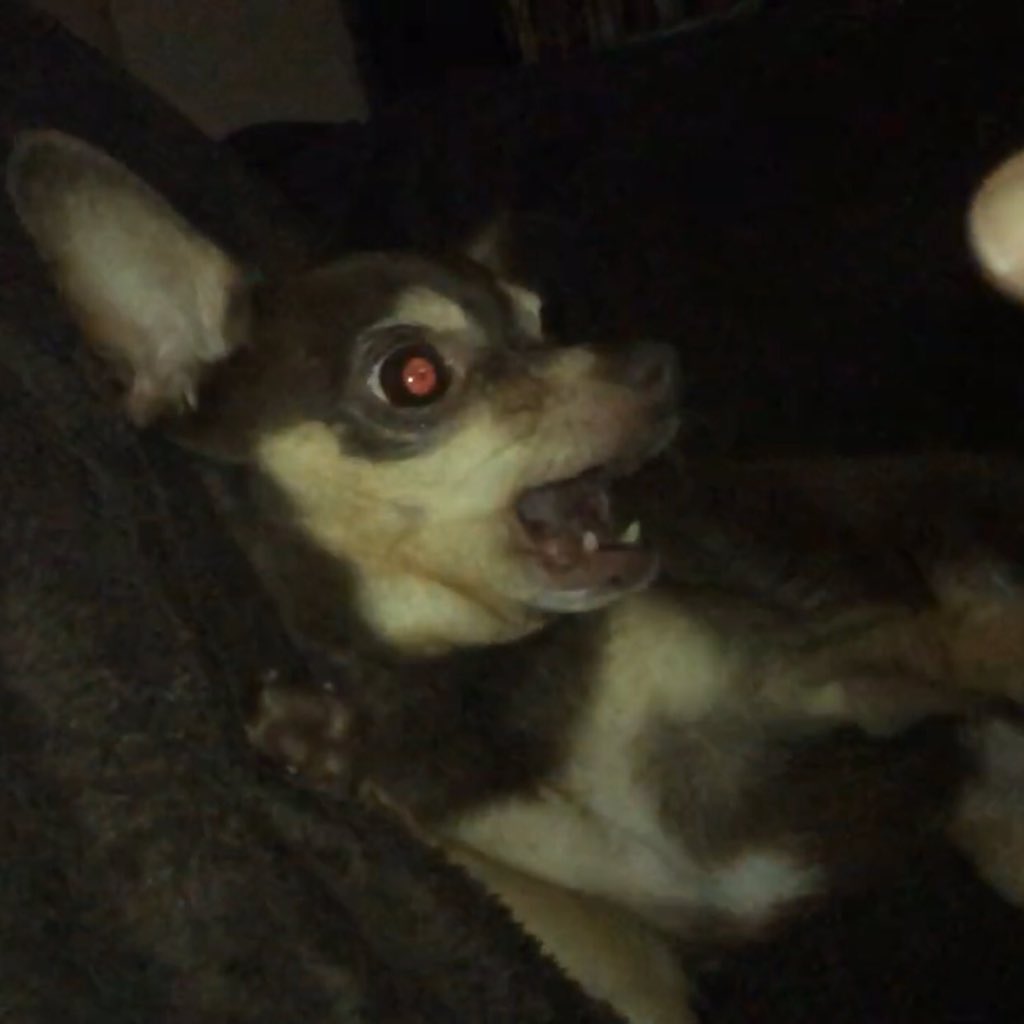 DashieXP's tweet image. I was attacked y'all! 🤕