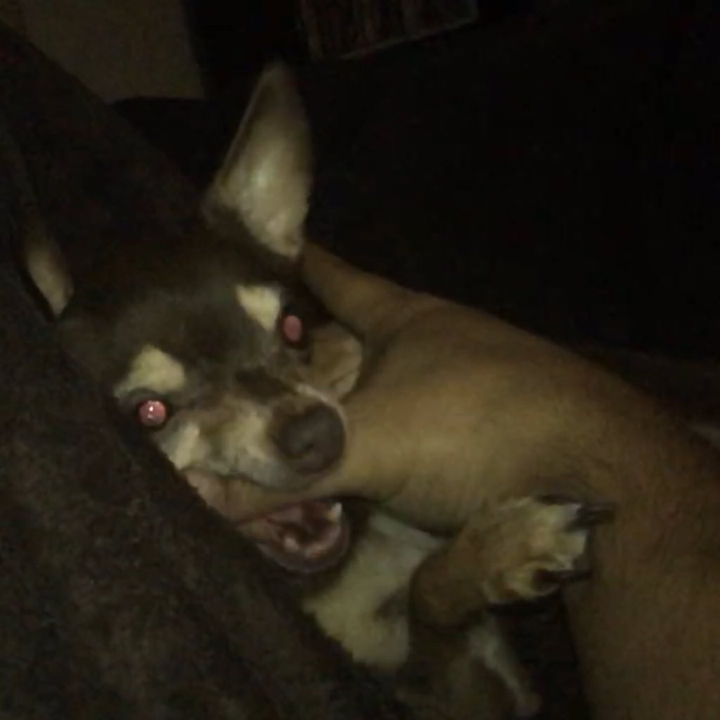 DashieXP's tweet image. I was attacked y'all! 🤕