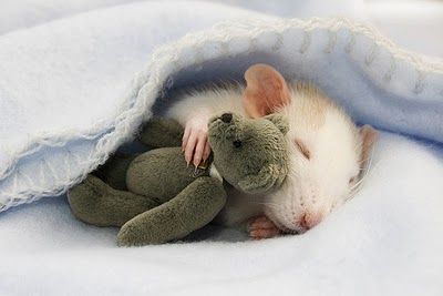sharecute_com's tweet photo. Snuggle... I REALLY gotta get a pet rat :) https://t.co/M83xjPXgE2 https://t.co/5stQkXDAQY