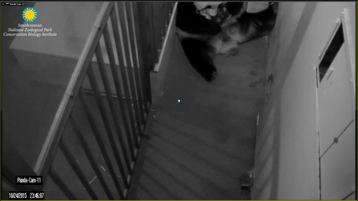 JoyHinnant's tweet photo. Theyre back from doin' #TheBeiBei & she is givin him #PandaLove #ShesTheBest & hes 2 lil 2 kno but #HestheLuckiest https://t.co/FdoP0BljQr