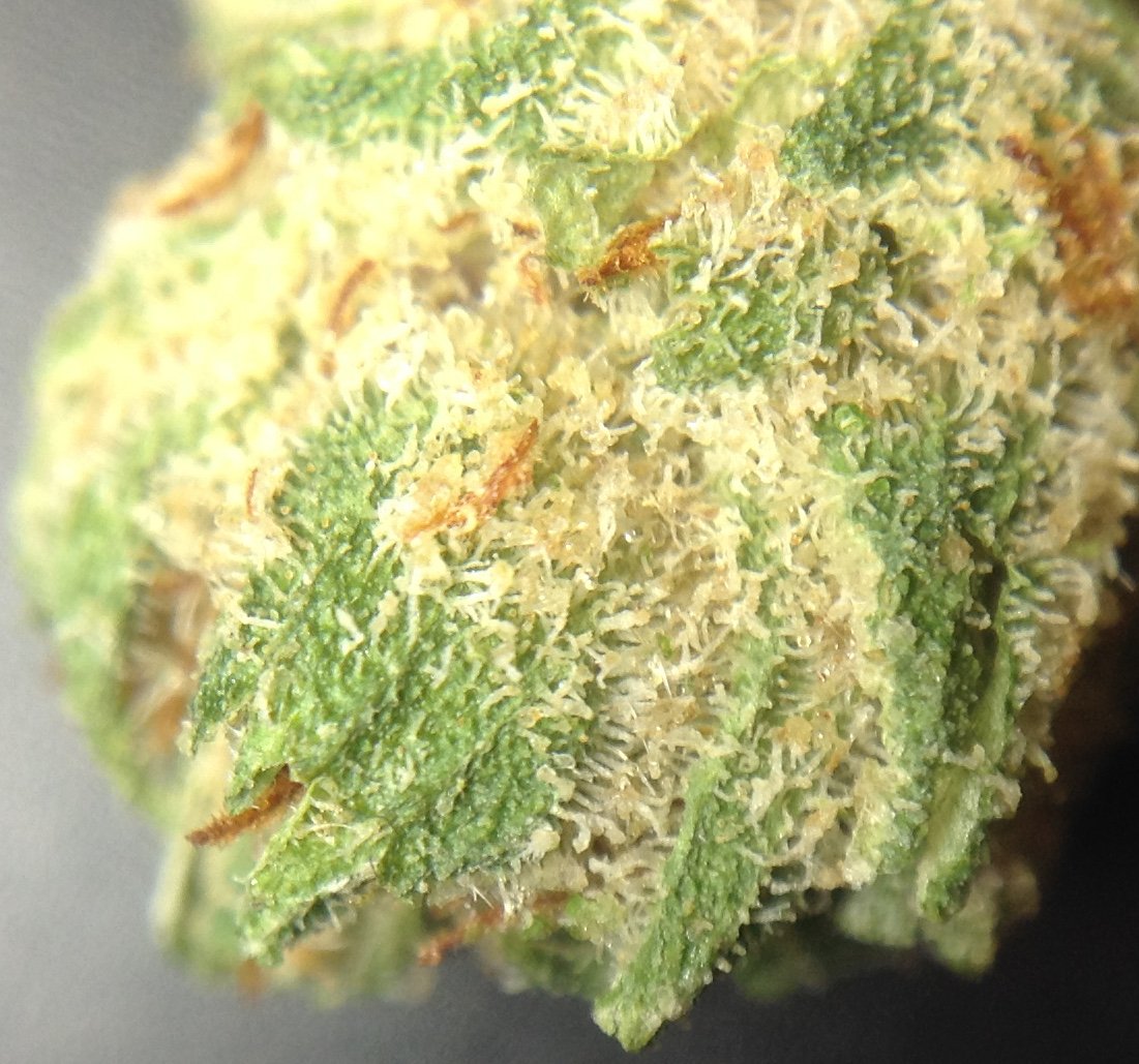 theAgingEnt's tweet photo. #CHEMDAWG #THC25% https://t.co/gbddB6zgOl @CedrCrkCannabis #glazed #Sativa #WAPot #Marijuana #StonerNation #Weedlife https://t.co/Mi8iL4gXP4