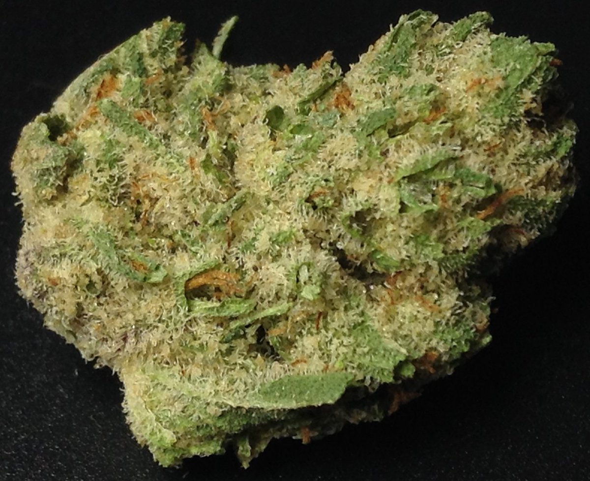theAgingEnt's tweet photo. #CHEMDAWG #THC25% https://t.co/gbddB6zgOl @CedrCrkCannabis #glazed #Sativa #WAPot #Marijuana #StonerNation #Weedlife https://t.co/Mi8iL4gXP4