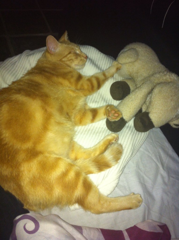 williamjoyham's tweet photo. You are fat and beautiful baby xx #cat #thatsmytoygiveitback #love #sleep #CatsOfTwitter https://t.co/mrJccjP3AJ