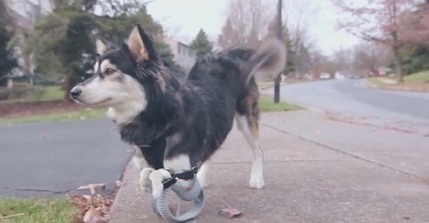 orthopro1's tweet photo. Hund läuft wieder, dank 3D-Druck! https://t.co/sVvRVD4Hqi #Hund #dog #poordog #armerhund #pet #Gassi #gassigehen https://t.co/DmBplgZhhX