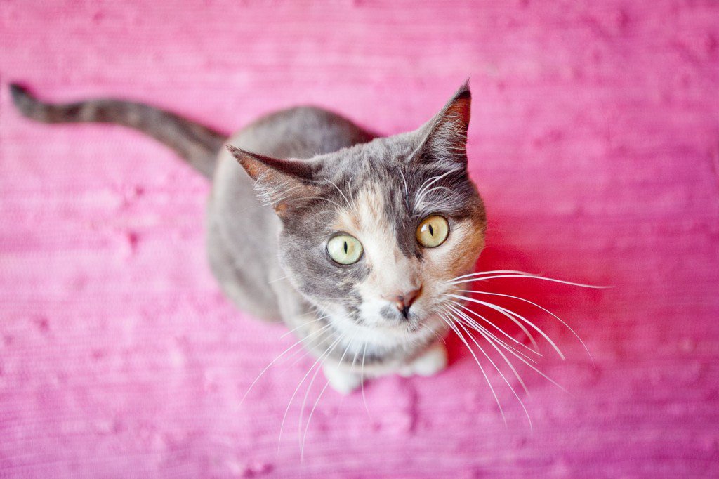 ChocoMooseImage's tweet image. fall photo update :: minneapolis pet and travel photographer chocolatemooseimages.com/2015/10/24/fal…