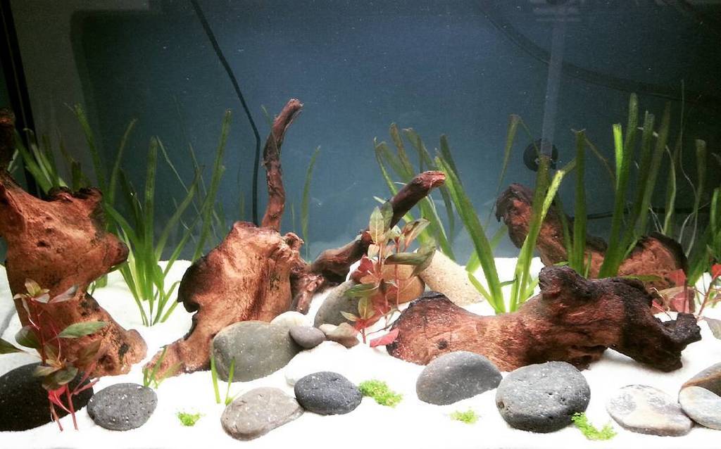 Akvaristan's tweet photo. #akvaristan #aquarium #akvaryum #aquarien NEW FISH TANK! #aquascape #plantedtank #plantedaquarium #avanotti #acqua … https://t.co/R5ApC10GXA