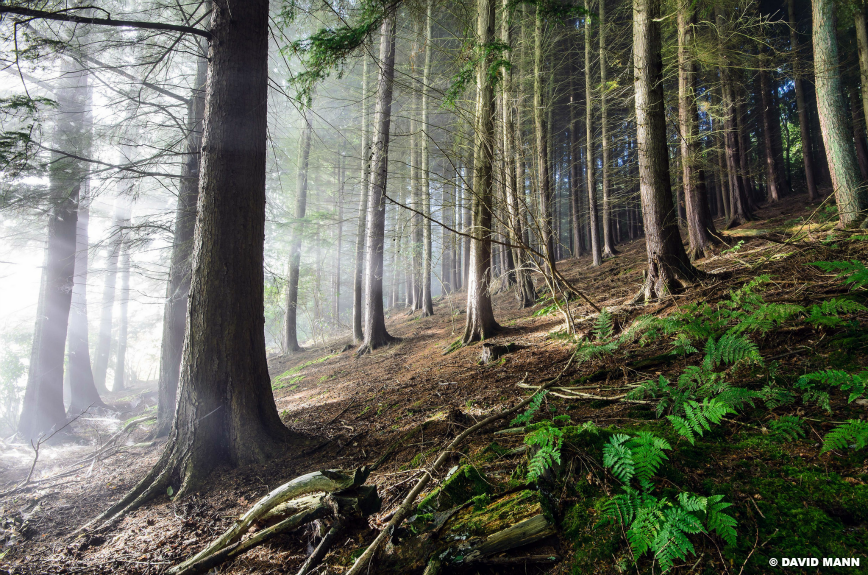 🌲 Morning mist and mire

The woodlands of Llyswen, Powys are today's #photooftheday 

📺 » bbc.in/1PL8sOb