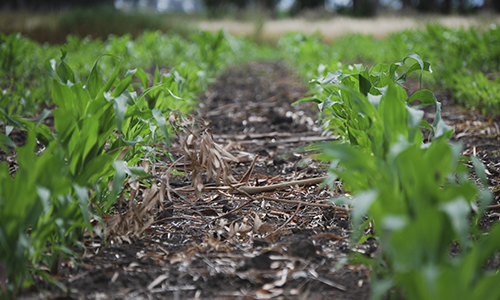 aleshammah's tweet photo. #agriculturaconsciente

El suelo, aliado silencioso de la productividad agrícola https://t.co/WF6P0QhIK1 https://t.co/xsrmnUIz05