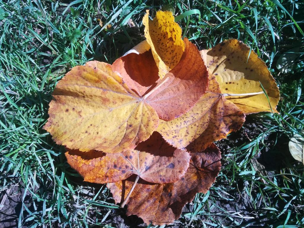 xlr_eight's tweet photo. Se more fall photos from the backyard. #fallcue #fallvirtcon2015 #october #Halloween https://t.co/pGfi4OMG9w
