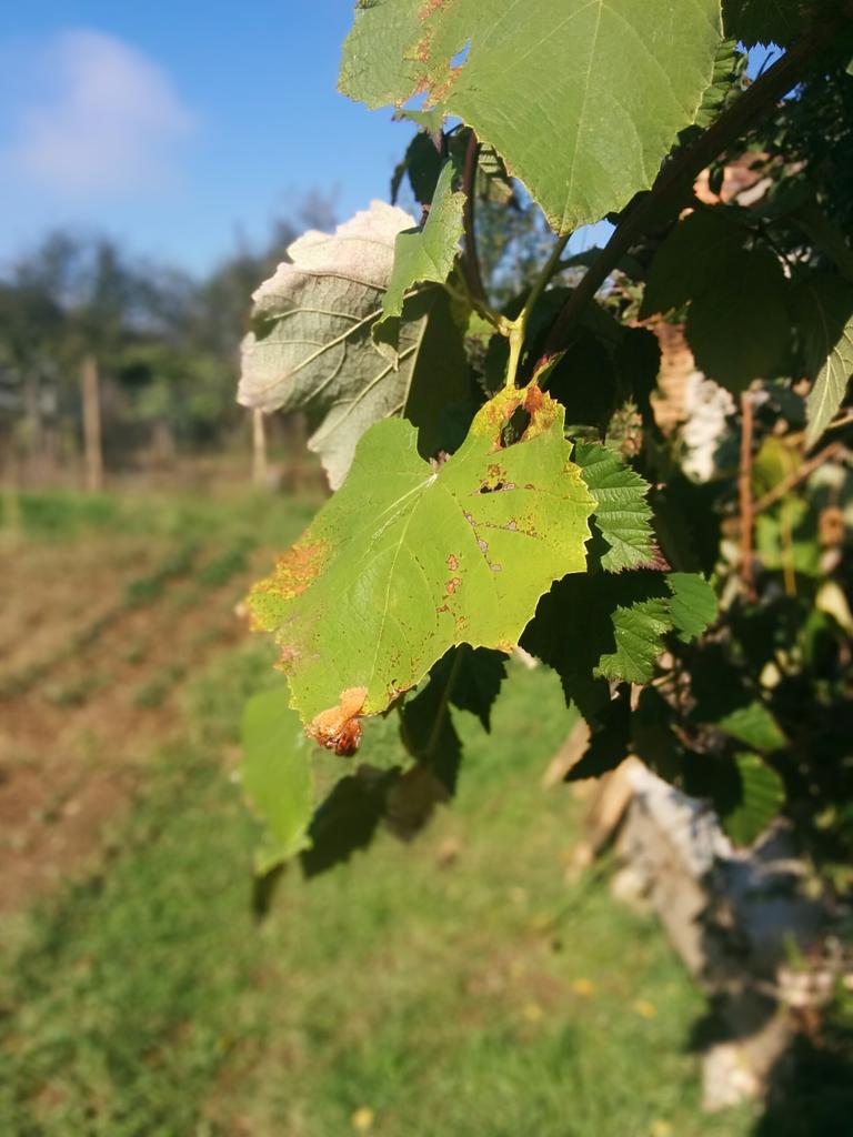 xlr_eight's tweet photo. Se more fall photos from the backyard. #fallcue #fallvirtcon2015 #october #Halloween https://t.co/pGfi4OMG9w
