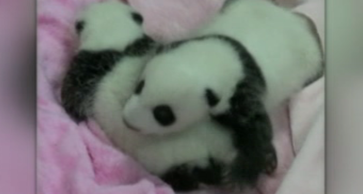 JenniferKeyte's tweet image. ALSO TONIGHT: China shows off it's growing panda brood with 15 young ones. Pictures at 6PM.