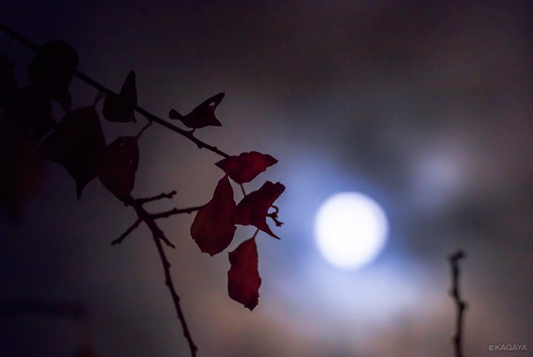 今夜は十三夜。中秋の名月に次いで美しいとされる名月の夜です。日本では旧暦9月13日にあたる今日もお月見がされていたそうです。十三夜のお月様は日が暮れる頃には東の空に昇っています。
（写真は以前の十三夜のもの）