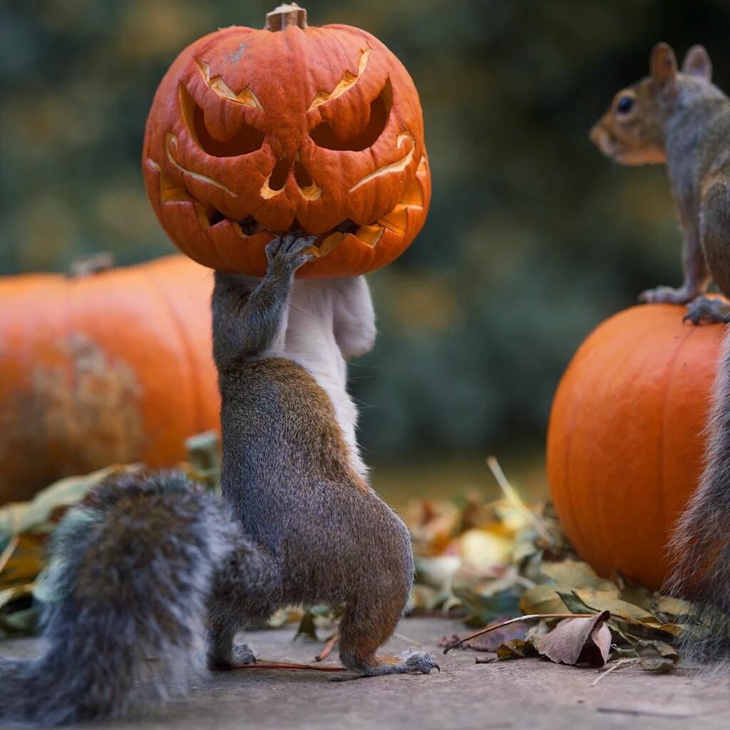 earthposts's tweet photo. It's beginning to look a lot like Halloween 🎃 https://t.co/437yZfc1id