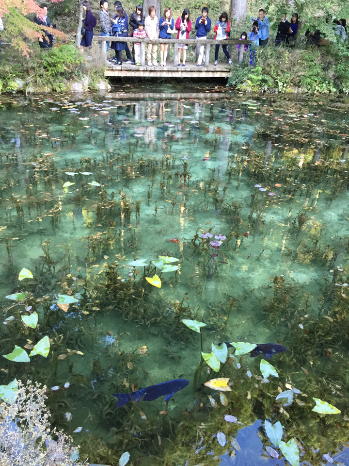 JUN_3373's tweet photo. 近年ちょっと有名になったらしい岐阜県根道神社の「名もなき池」行ってきました
透明で蒼く見えてすんごい幻想的だた https://t.co/p1BbClxcC2