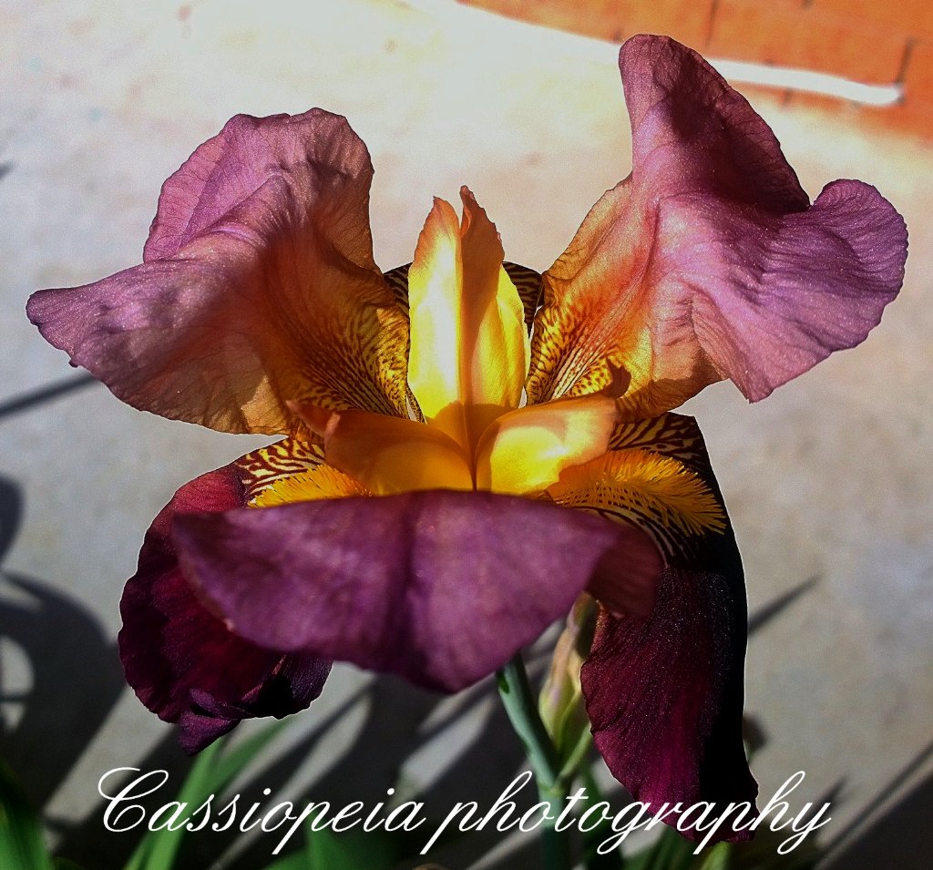 caspics's tweet photo. #springinaus https://t.co/COvN8u7ks9