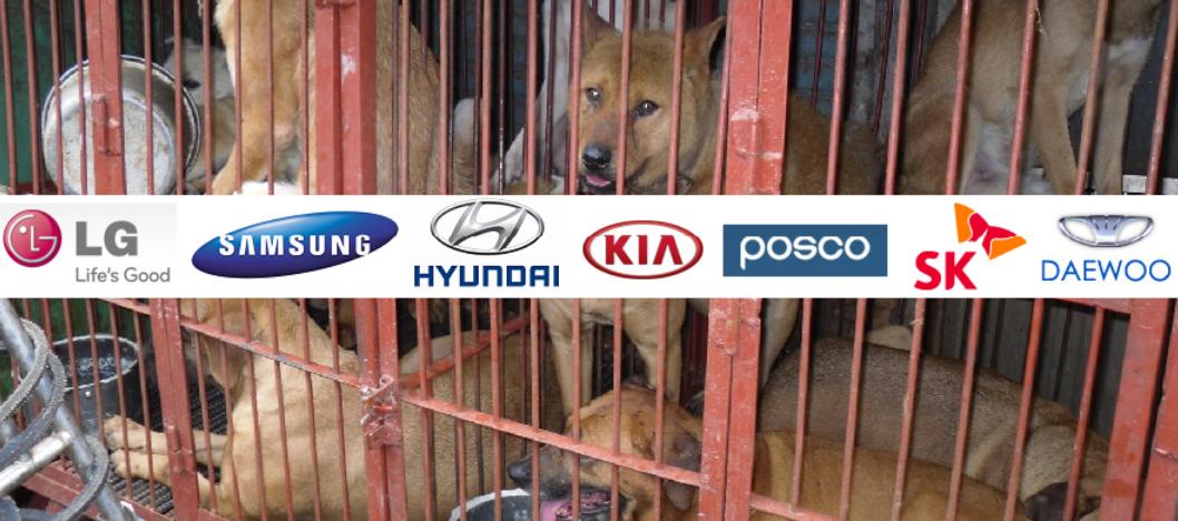 catsfromulthar's tweet image. Don't support a Nation that tortures dogs/cats ❗BOYCOTT #SouthKorea ❗ #HelpKoreanDogs m.facebook.com/story.php?stor…