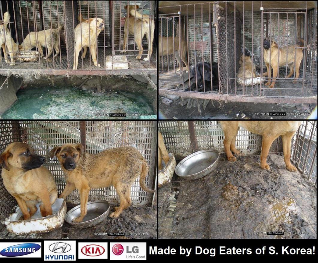 catsfromulthar's tweet image. Don't support a Nation that tortures dogs/cats ❗BOYCOTT #SouthKorea ❗ #HelpKoreanDogs m.facebook.com/story.php?stor…