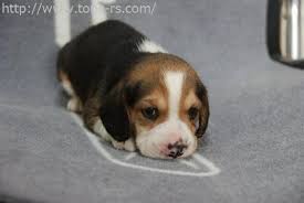 パンはベーグル 犬はビーグル Bagels Beagle Twitter