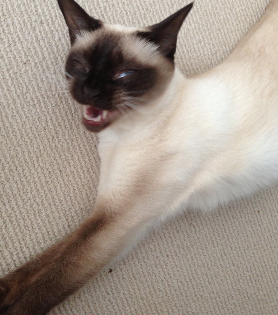 myleftfang's tweet photo. I'M UP AT 7 ON A SUNDAY!! IT'S THE STUPID CLOCKS GOING BACK THING!! I'M ALL CONFUSED!! #Snoozeathon https://t.co/3nNs5g7JG3