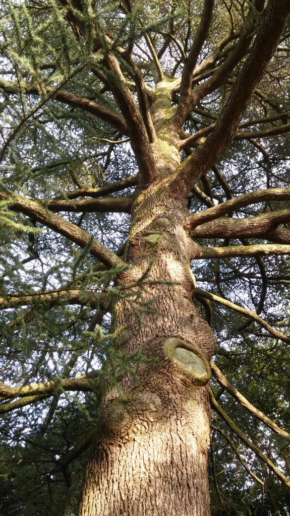 Magnificent tree in Horsham Park