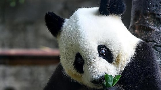 repubblica's tweet photo. Distrutti 1300 ettari di foresta: il panda gigante rischia di morire di fame https://t.co/Dwcpp9Y9WC https://t.co/5fmKDX6gXF