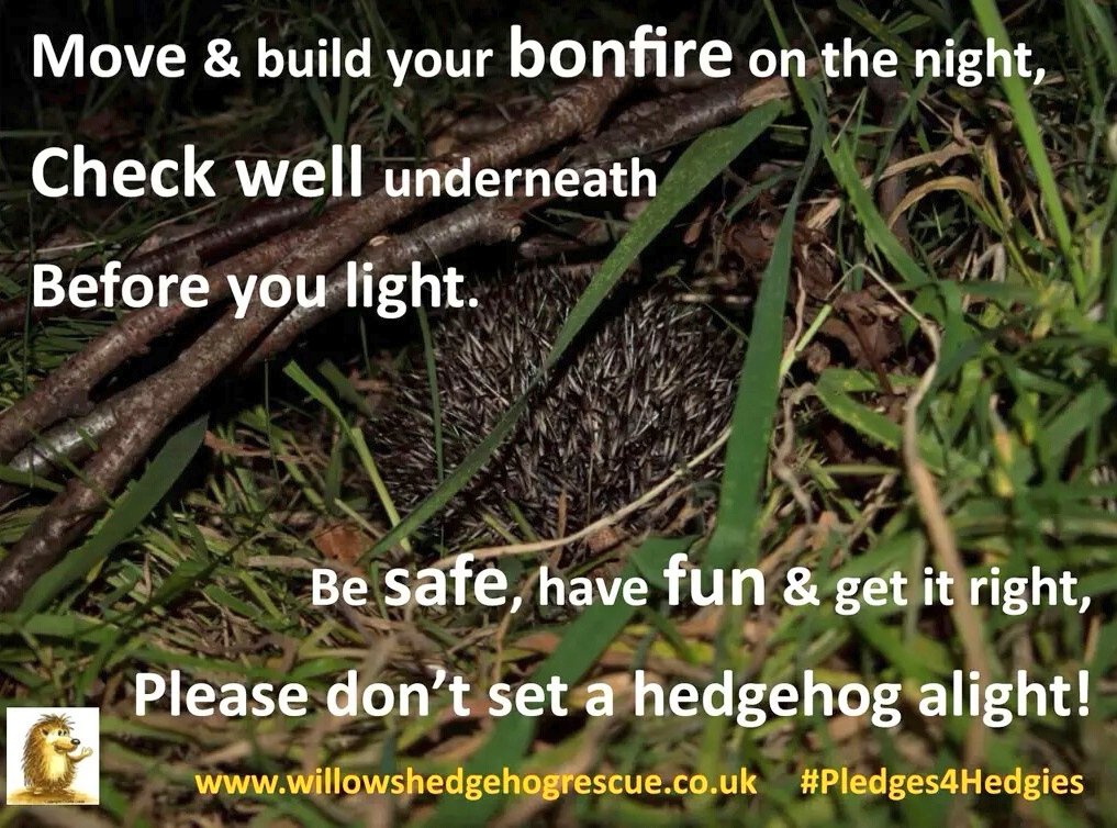 WillowsHedgehog's tweet photo. If you're starting to look forward to bonfire night, please remember to consider me before you light. https://t.co/iarKehTTQg