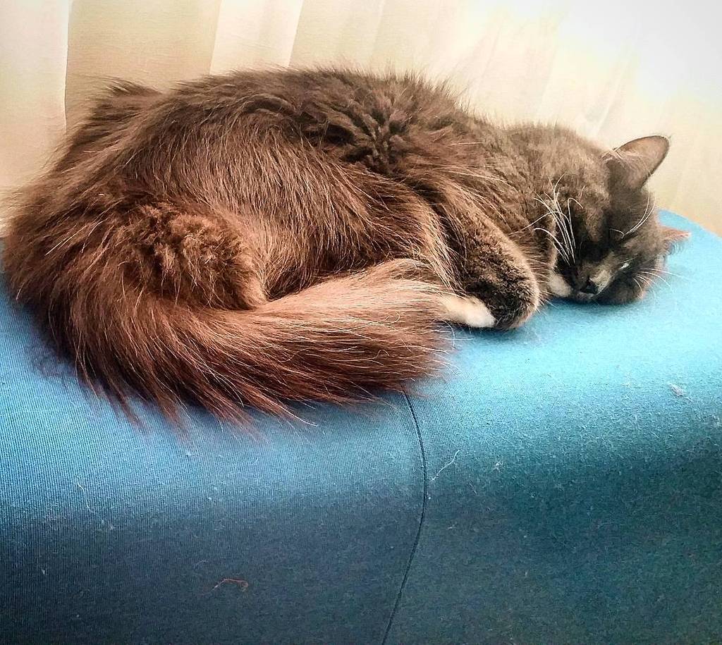 Chatchatcatcat's tweet photo. #kattenmin #instacat #котик #katt by allkatip https://t.co/lo5YrWm6cr