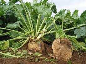 National Farmers' Union tweet media