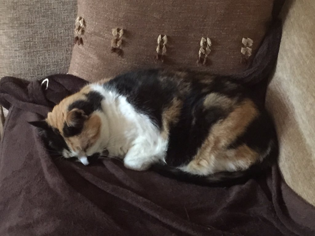 Smudge_Tipsey's tweet photo. That clock change last night didn't change my routine: it's time for Sunday #Snoozeathon https://t.co/vmJagUxTkB