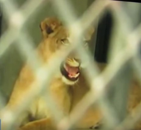 Actions4Animal's tweet photo. .@PDChina *MISSING* #ZimbabweLions turn up #China? #cites Fraud https://t.co/DkK26g4FwD #SaveAfricanAnimals https://t.co/umwMVNRzIi