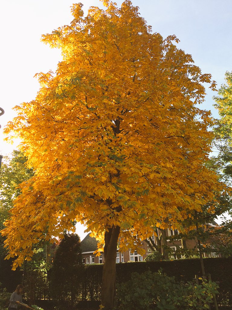 lenssen_mark's tweet photo. Je hoeft niet altijd ver weg voor de mooie natuur... Kastanjeboom in onze tuin https://t.co/xQCW8g7hT9