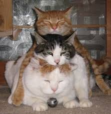 デブ猫に癒されて心いっぱい Fat Cat Cute Twitter