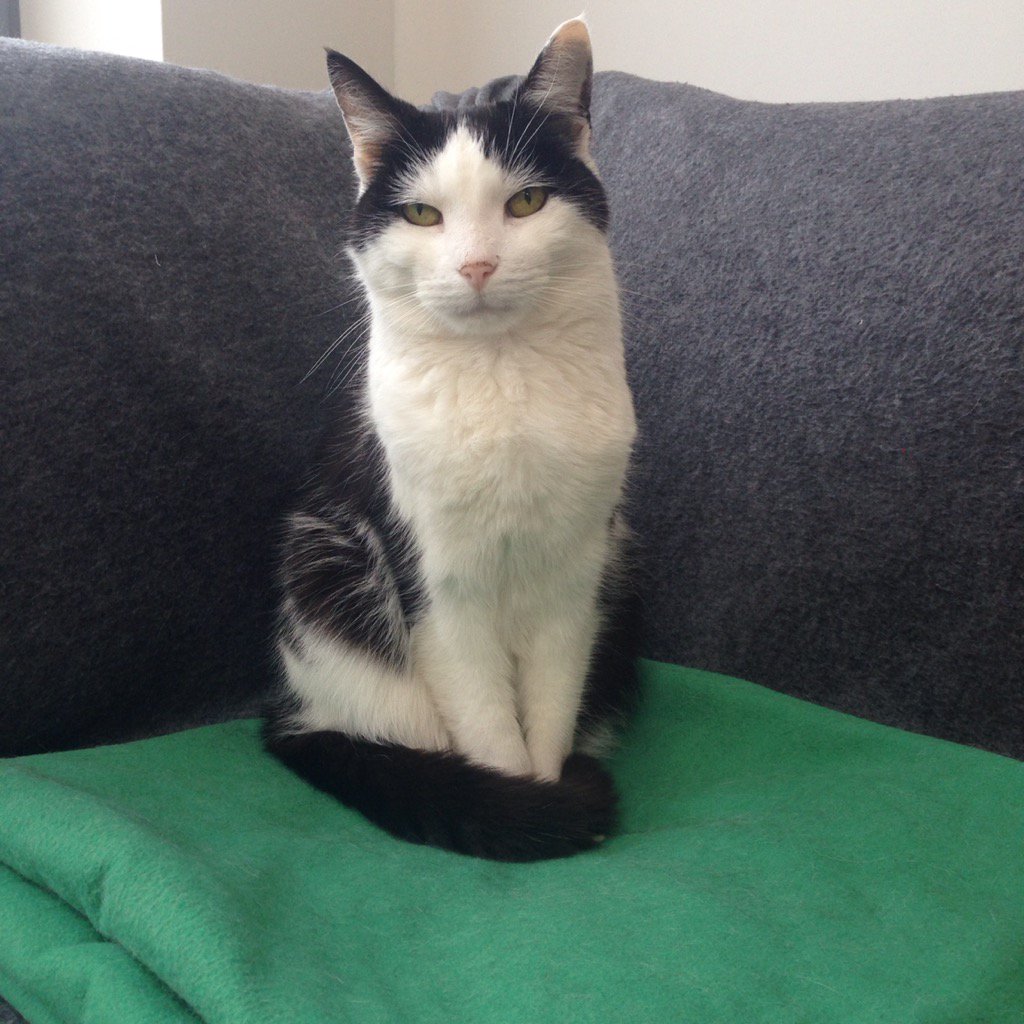 bathcatleon's tweet photo. They cleaned my blanket #unimpressed #grumpyface https://t.co/p7aPhT0HiH