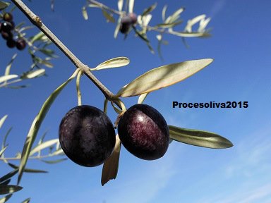 procesoliva's tweet photo. Rendimiento en escualeno y en esteroles durante la maduración de las aceitunas https://t.co/Z4edHMVTyK https://t.co/WGflVbYKmE