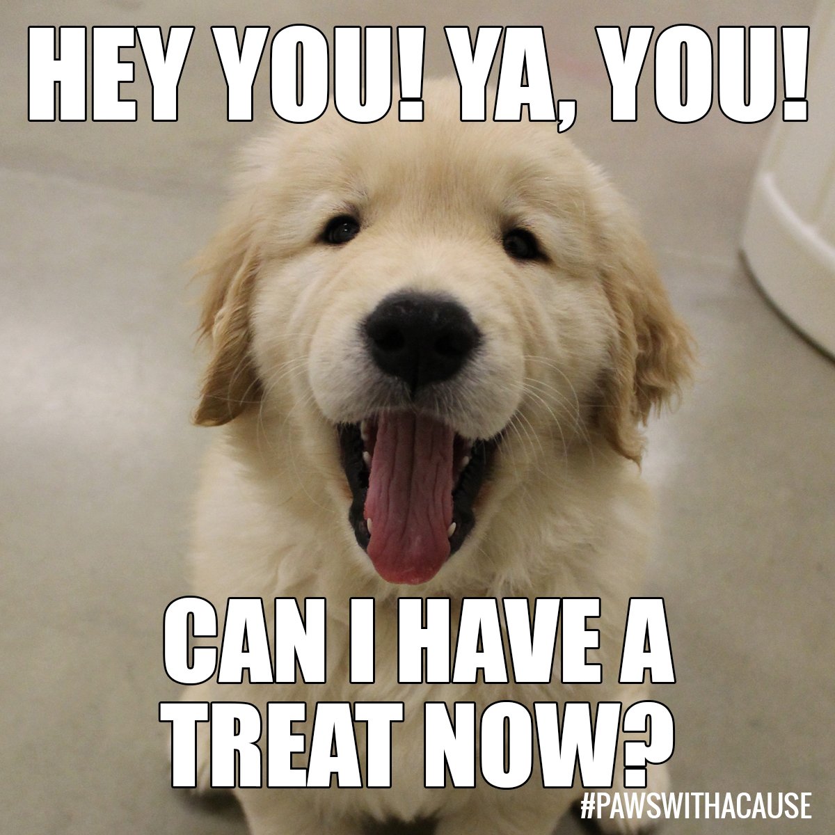 Pawswithacause's tweet photo. Did you know #PAWSDogs are taught skills like eye contact? It gives them the ability to focus on their handler! https://t.co/Bua597wPsB