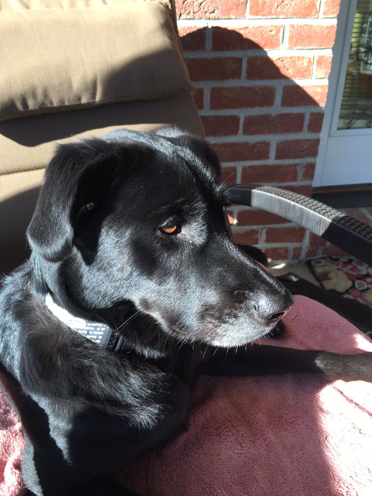 jh14golf's tweet photo. @CarrieHerringsh Maggie relaxing after 3.5 mile walk #wertired https://t.co/eFfpjeuH8f