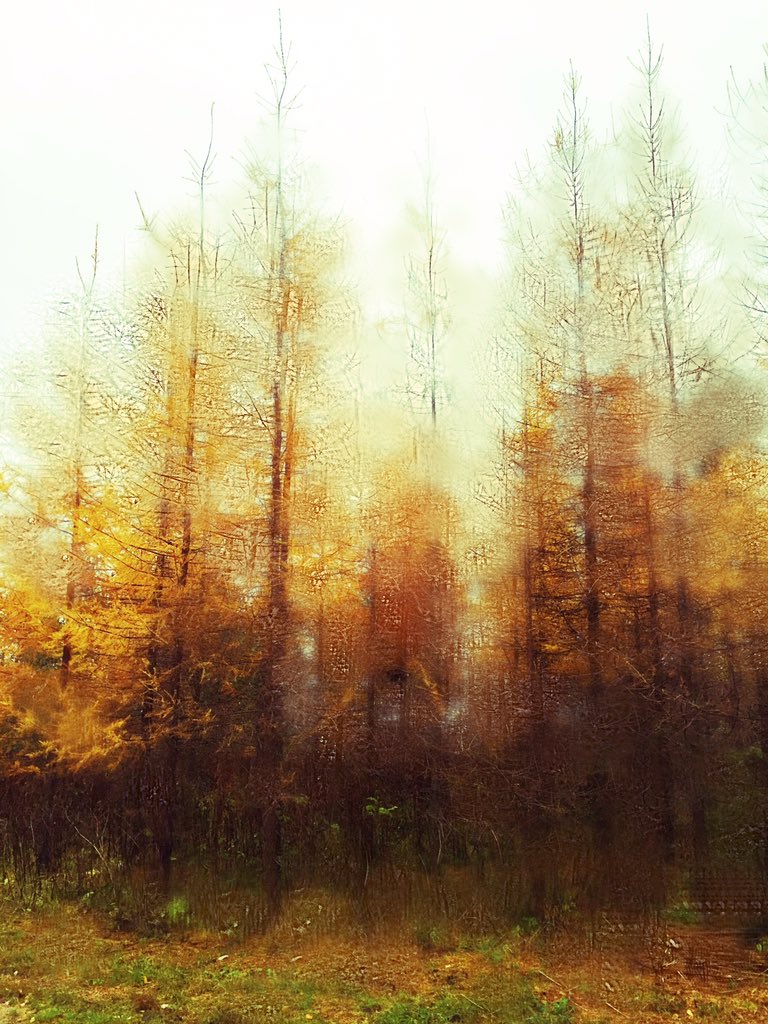 NieminenMari's tweet photo. Yellow Woods #seasoncolours #igetcarriedawaywithautumn https://t.co/b4OXjIhXq1