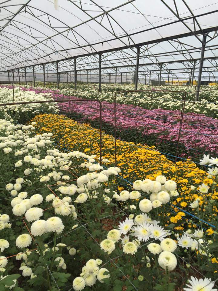 InvernaderosRam's tweet photo. Así de bonitas lucen ya nuestras flores! #FelizDomingo https://t.co/yNRCMRLh6u
