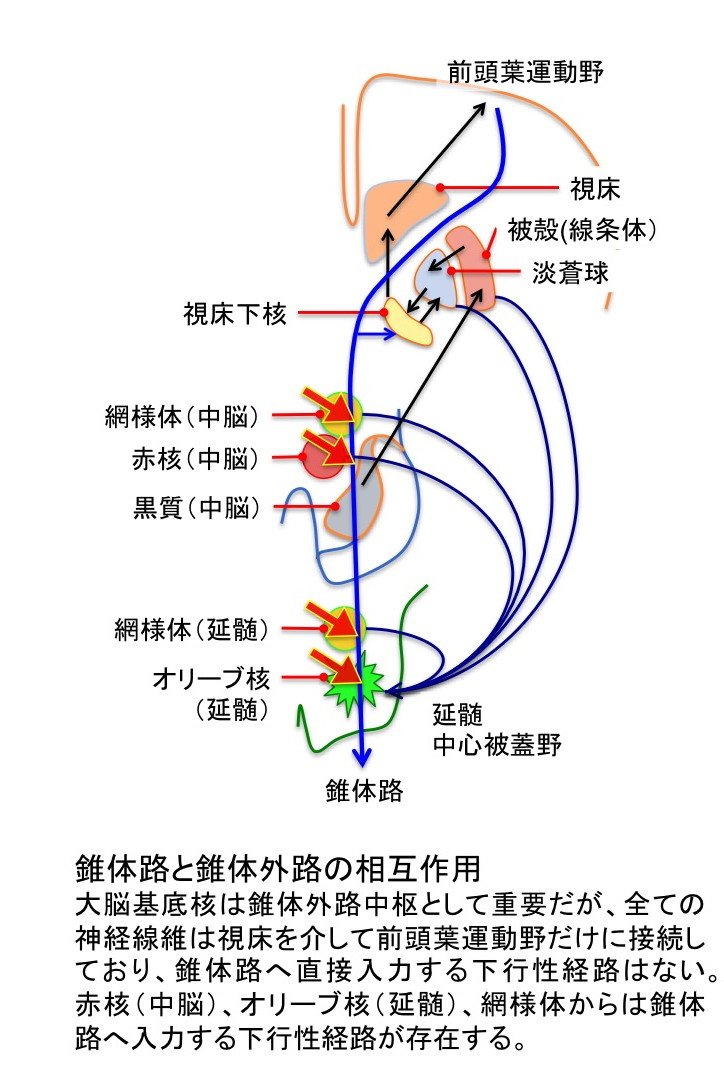 Oj On Twitter 錐体外路障害 実際には 赤核 網様体 オリーブ核ノイズフィルターが錐体路に接続している 赤矢印の部分 大脳基底核は 延髄中心被蓋野を介してこれらを制御している 濃紺矢印 Https T Co Amflakq5ct Twitter