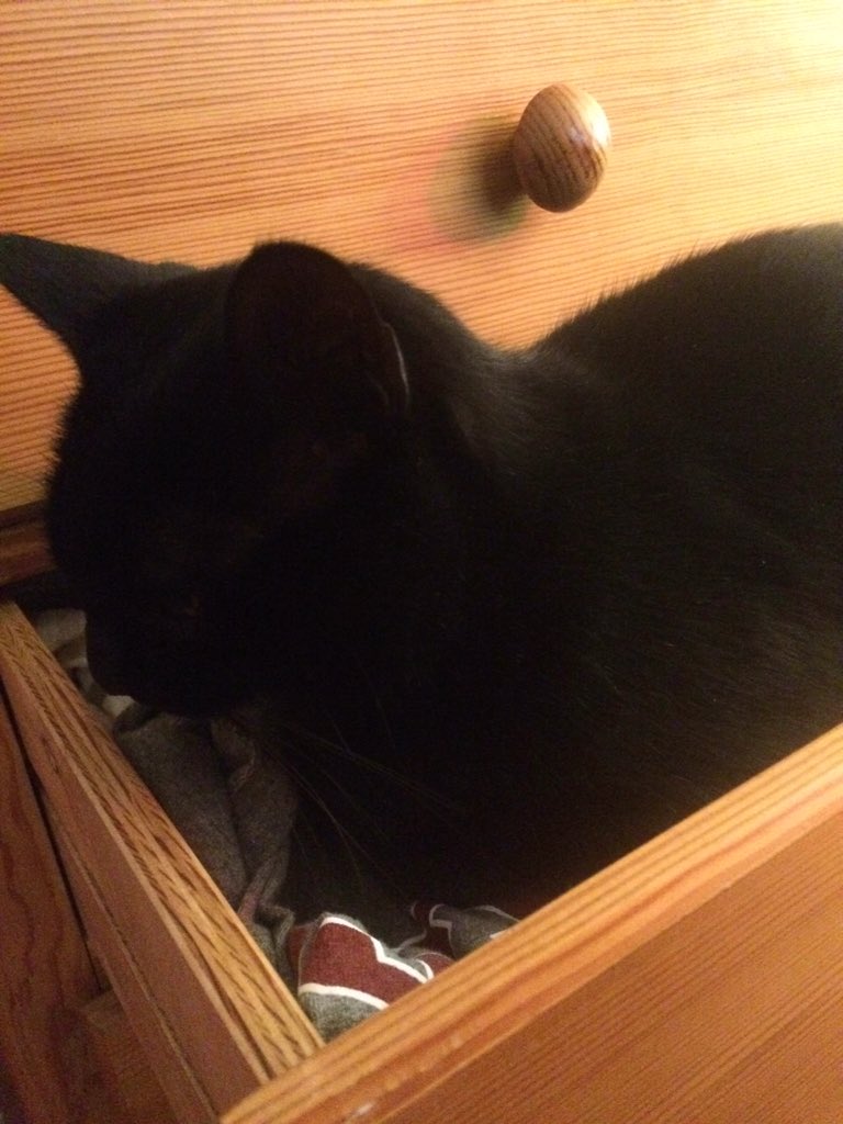 mallorysmythe's tweet image. my cat is in my drawers #normalsunday