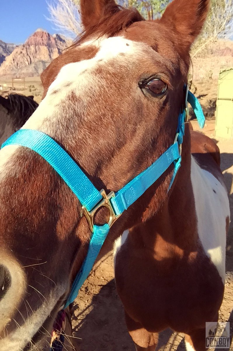 Cowboy Trail Rides tweet media