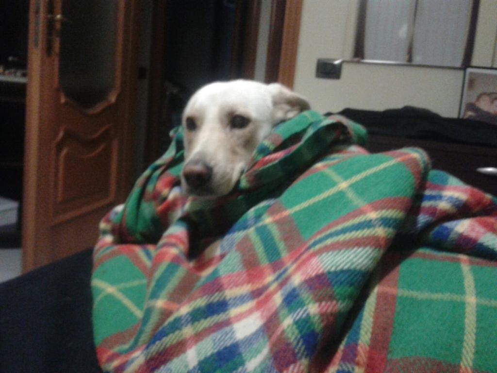 jmogart's tweet photo. Mmmmm what a pleasure! 😛 #pixel #dogsoftwitter #nevercoldagain https://t.co/oHZWbfdDxF