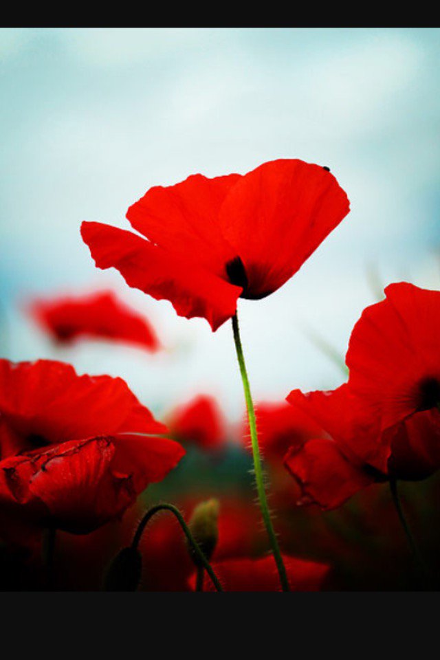 sconaJr's tweet image. R u all going to rememberance day down walker park