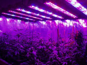 WeedBustersInfo's tweet photo. Grow Lights For Marijuana: CFL, HID, HPS, or LED? #cannabis #cfl #growlights #hid #hps #led… https://t.co/9b5g1dpkhg https://t.co/qPJldN3nUt