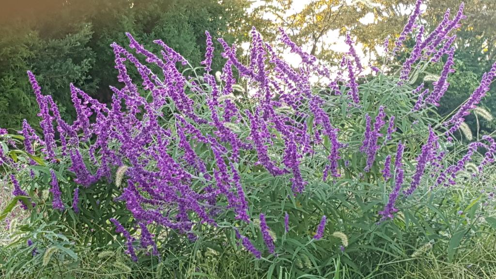 伊豆の浮き雲 路傍の花 アメジストセージ 花言葉は 家庭的 家族愛 小田原ヨロイヅカファームにて T Co Okm4hli86n 伊豆の浮き雲 路傍の花 アメジストセージ 花言葉は 家庭的 家族愛 小田原ヨロイヅカファームにて T Co Okm4hli86n