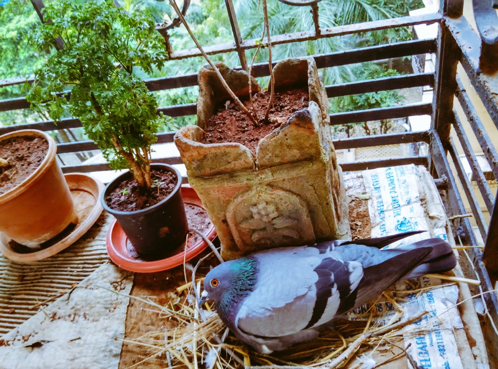calmchandan's tweet photo. A new member in my family.
A busy would be mamma.
#Shelter in #Window #Garden #Peigon
@calmgauri #Congratulations https://t.co/5XYfDRdHeZ