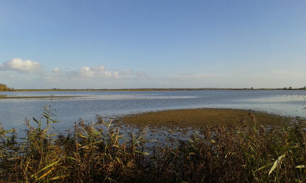 ab_dijk's tweet photo. Dagje #vogelskijken in het #lauwersmeer. #nietverkeerd https://t.co/o5ewXBFzCu