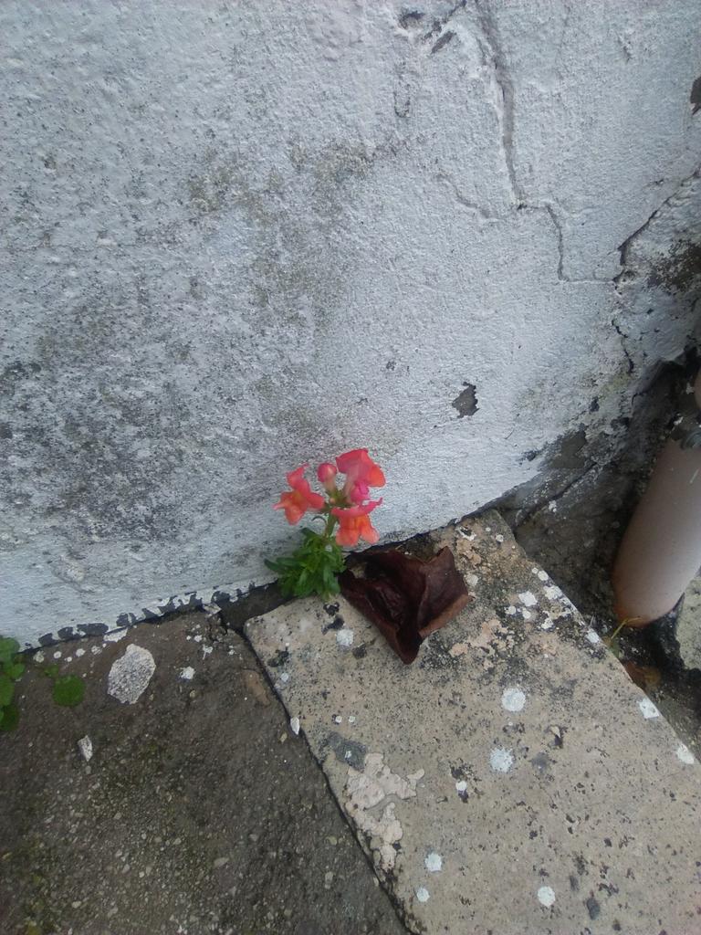 tat19057739's tweet photo. Anche in questo freddo c'é un po di primavera #happy https://t.co/r5hkIuVe8b